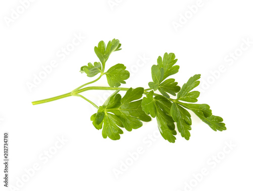 green fresh parsley on a white background