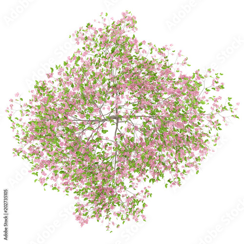 top view of flowering plum tree isolated on white background