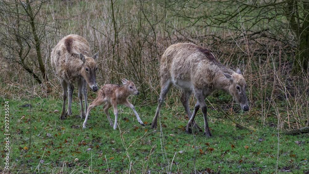 Milu Deer - Pere Davids