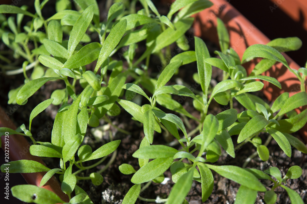 Obraz premium Sweet alyssum seedlings close up, planting material of garden flowers in spring, popular rockery plant with small beautiful flowers