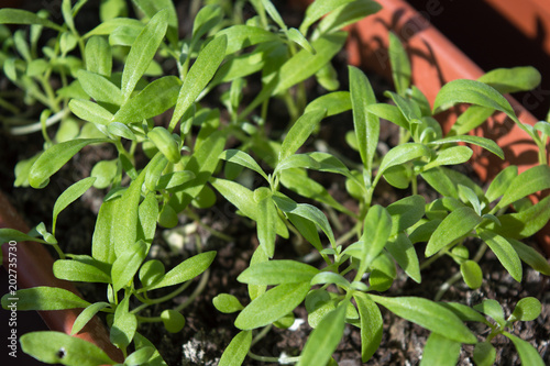 Sweet alyssum seedlings close up  planting material of garden flowers in spring  popular rockery plant with small beautiful flowers