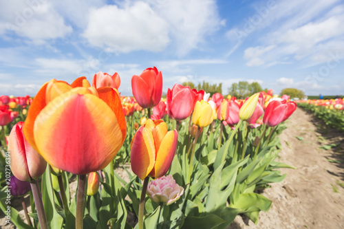 Multicoloured tulip field and clouds in the blue sky. Yersekendam  Zeeland province  Netherlands.