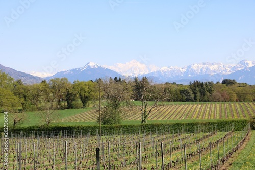 Vineyards in Switzerland, facing Mont Blanc.
