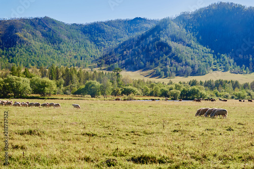 Flock of sheep grazing on green meadow surrounded by forest-covered Altai mountains