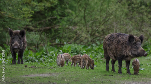 Young wild Boar