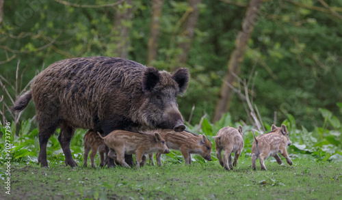 Young wild Boar © Randy van Domselaar