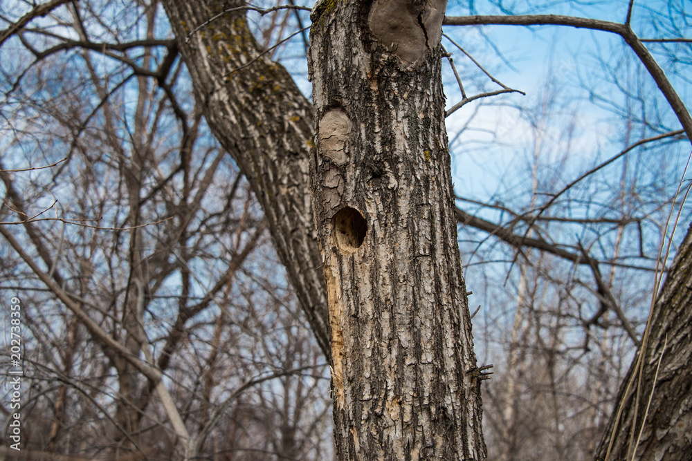 Hollow in a tree for life of animals or birds