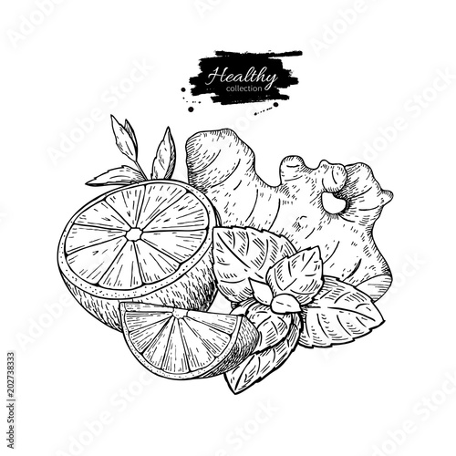 Lemon, ginger and mint vector drawing. Root, hearb leaf and frui photo