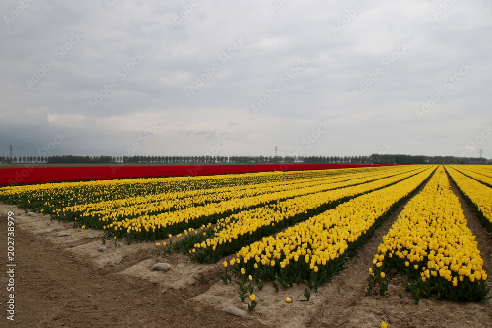 Fields of orange tulips in a row on the island Goeree Overflakkee during springtime in the Netherlands