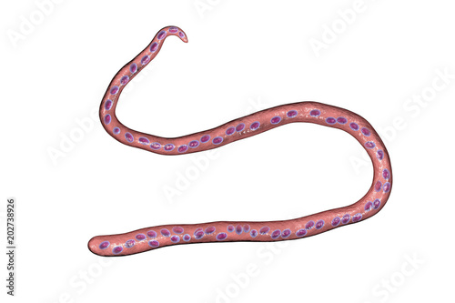 Mansonella streptocerca, a roundworm nematoda that causes streptocerciasis, subcutaneous filariasis, 3D illustration showing absence of sheath around worm and tail nuclei extending to tip with hook photo