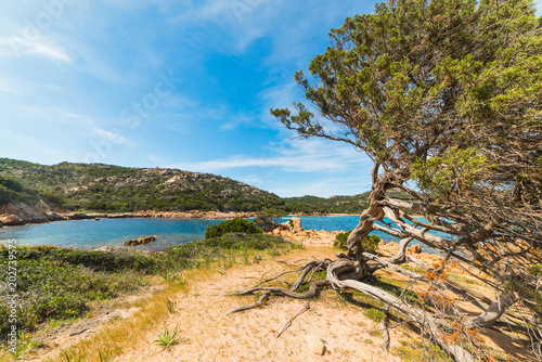 Pine tree by the sea in Costa Smeralda