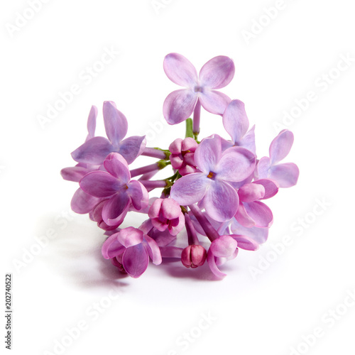 Purple lilac flower on white background © Melica