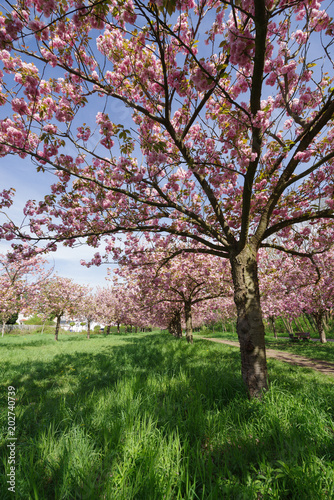 view of cherry blossom trees 