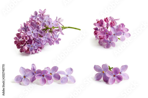 Stampa su tela Purple lilac flower on white background