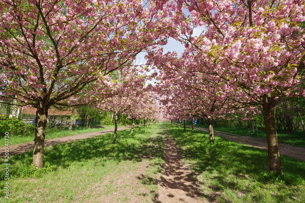 view of cherry blossom trees 