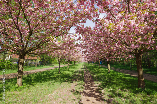 view of cherry blossom trees 