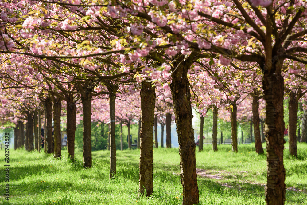 view of cherry blossom trees 