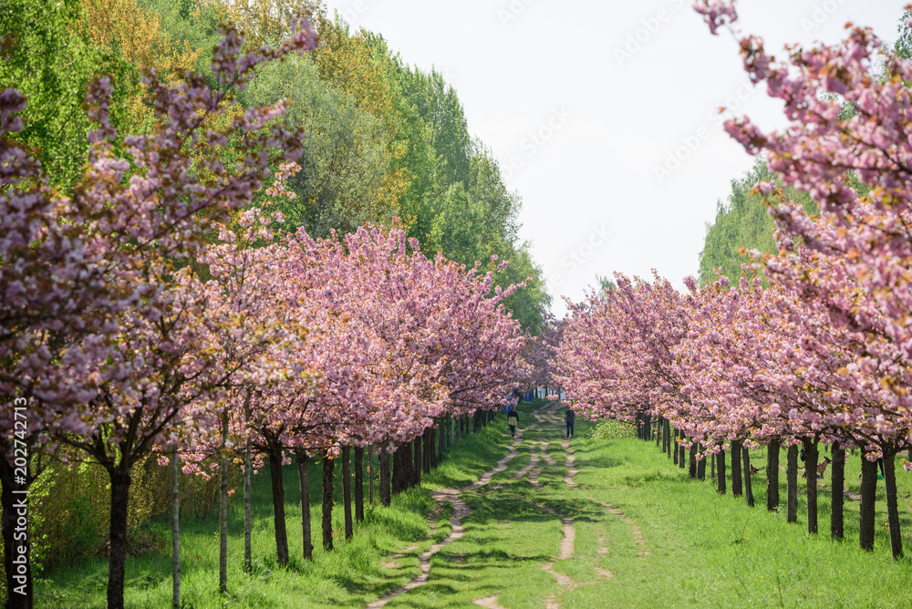 view of cherry blossom trees 