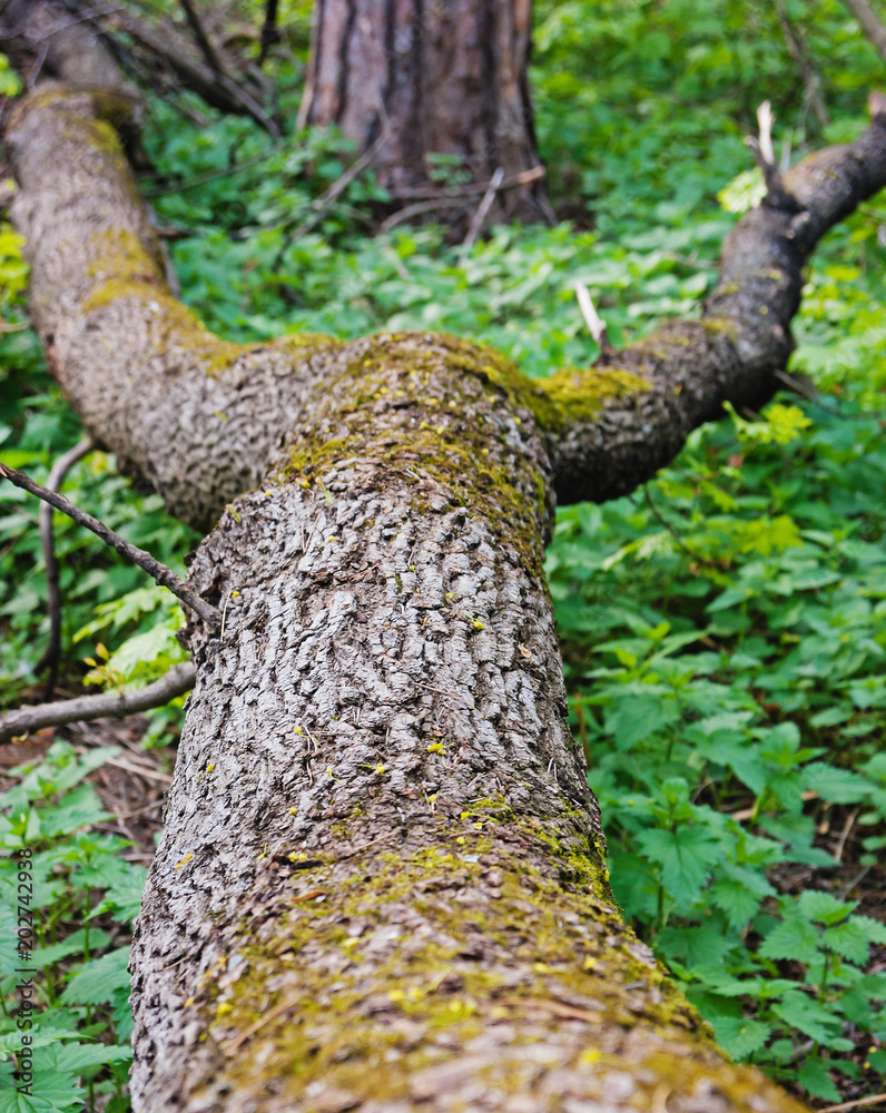 Fototapeta premium fallen tree in spring forest