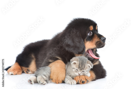 Yawning tibetan mastiff puppy embracing sleeping tabby kitten and looking away. isolated on white background