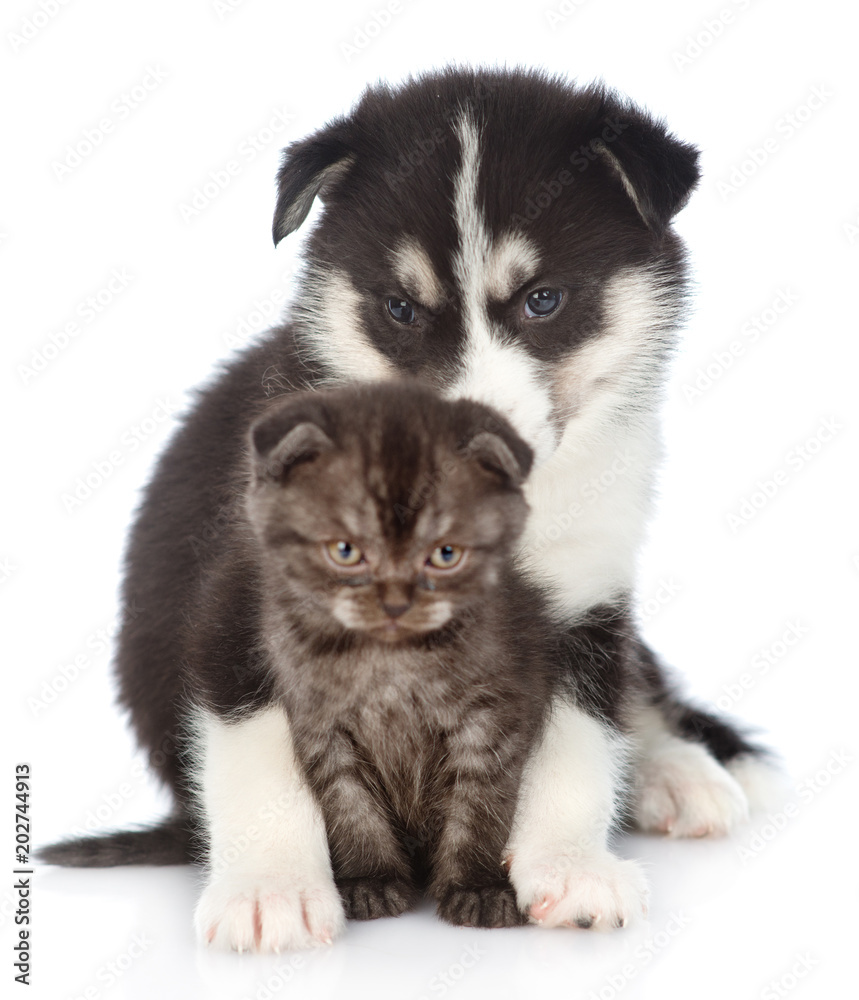 Siberian Husky puppy and black tabby scottish kitten. Isolated on white background. Focus on dog Siberian Husky puppy and black tabby scottish kitten. Isolated on white background. Focus on dog