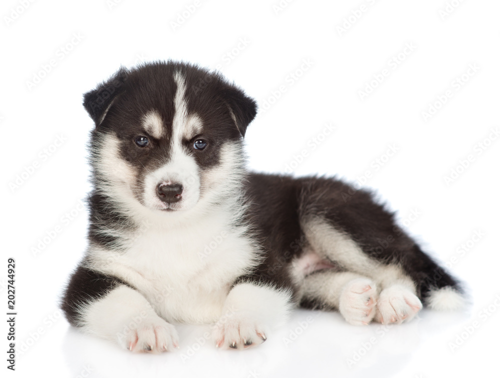 Siberian Husky puppy lying and looking at camera. isolated on white background