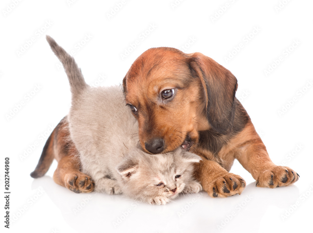 dachshund puppy playing with kitten.  isolated on white background