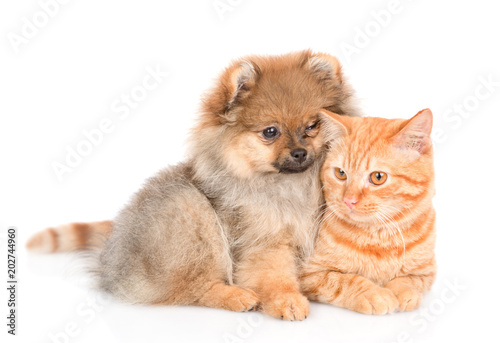 Cute spitz puppy embraces a kitten. looking at camera. isolated on white background