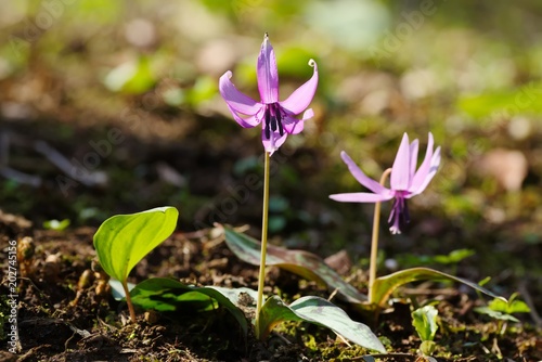 Orychophragmus violaceus  dame s violet 