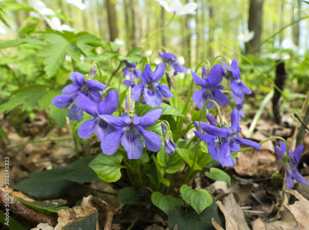Kwitnący Fiołek leśny (Viola silvestris) w grądzie - obrazy, fototapety, plakaty 