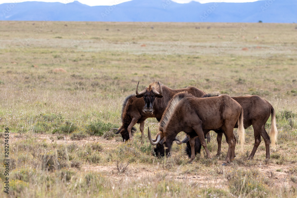 Black Wildebeest Black Wildebeest