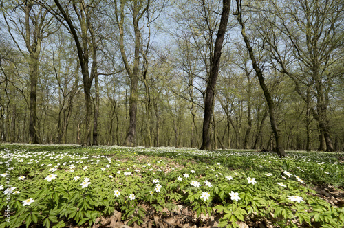 Kwitnąca Zawilec gajowy (Anemone nemorosa) w podmokłych lasach