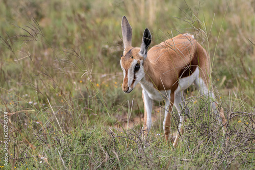 Springbok baby photo