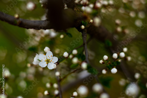 Full-blown flower of the cherry plum and branches with buds