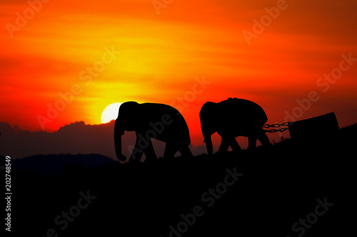  silhouette elephant herd animals wildlife walking in twilight sunset beautiful background. with copy space add text