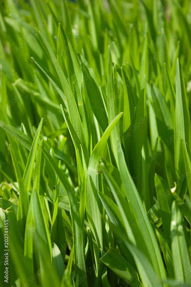 Bright green Hemerocallis in the garden.Green leaves. Background. Bright green Hemerocallis in the garden.Green leaves. Background.