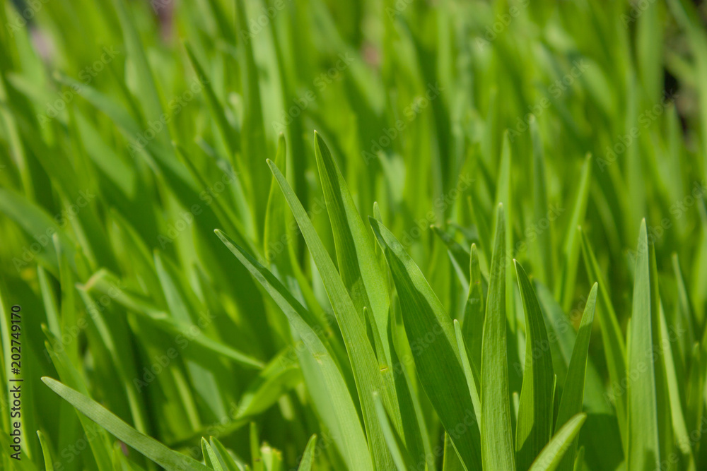 Bright green Hemerocallis in the garden.Green leaves. Background. Bright green Hemerocallis in the garden.Green leaves. Background.