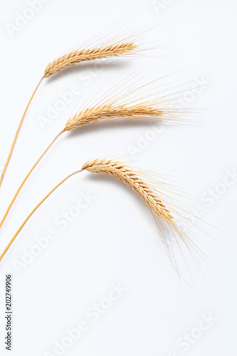 Wheat ears isolated on white background close up
