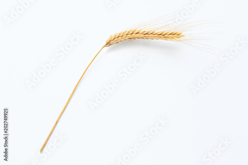 Wheat isolated on white background close up