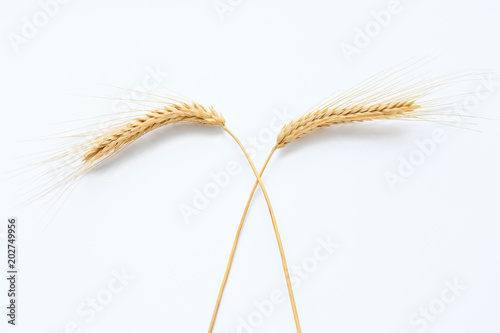Wheat on white background close up
