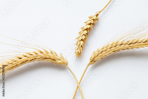Wheat on white background close up
