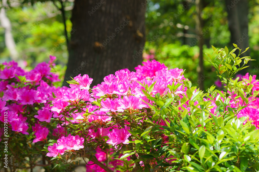 Obraz premium Azalea