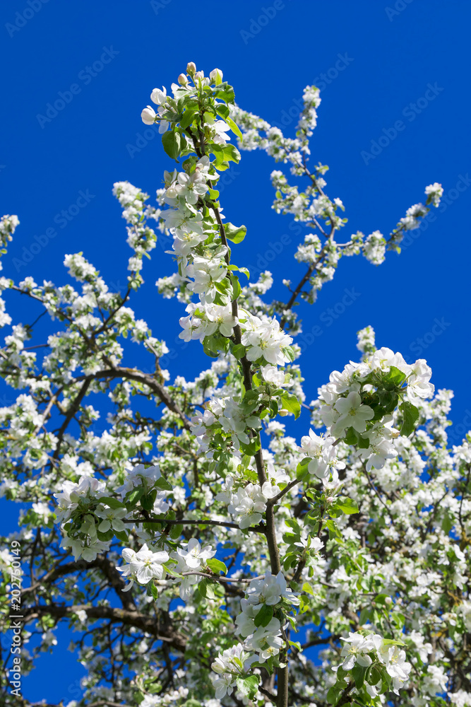 Blooming apple trees in the spring garden