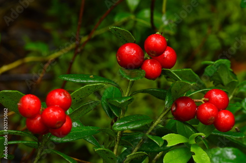 Bush berry cranberries in the morning dew forest plant life
