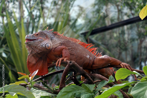 iguane orange