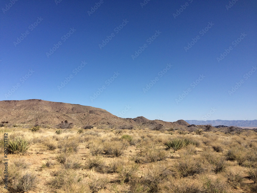 Mountains and cacti in the Arizona desert under the blue sky