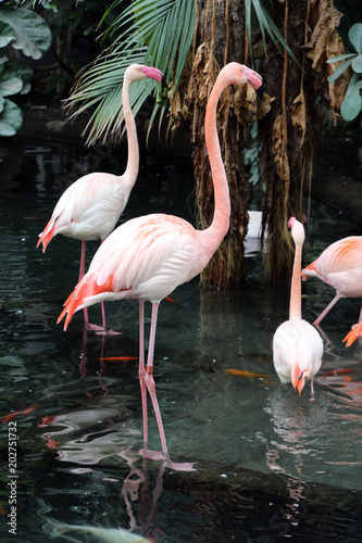 flamants roses 2