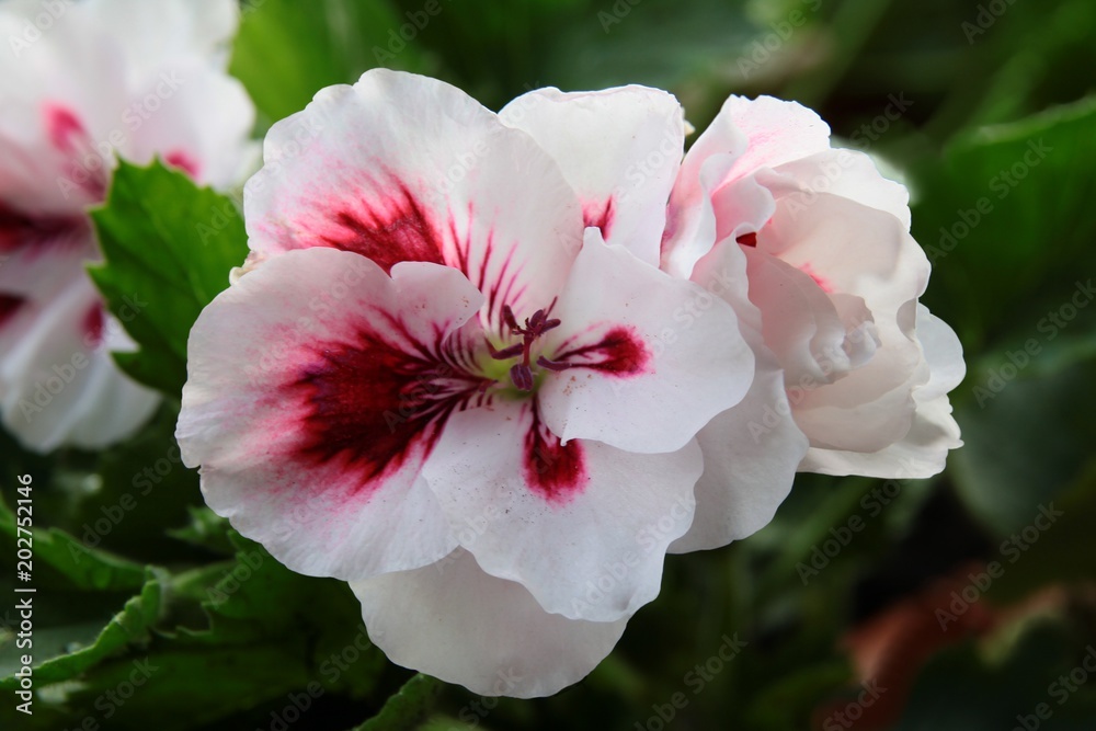 pretty flowers of geranium potted plant pretty flowers of geranium potted plant