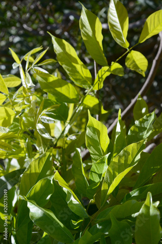 green leaves in the foreground, vertical