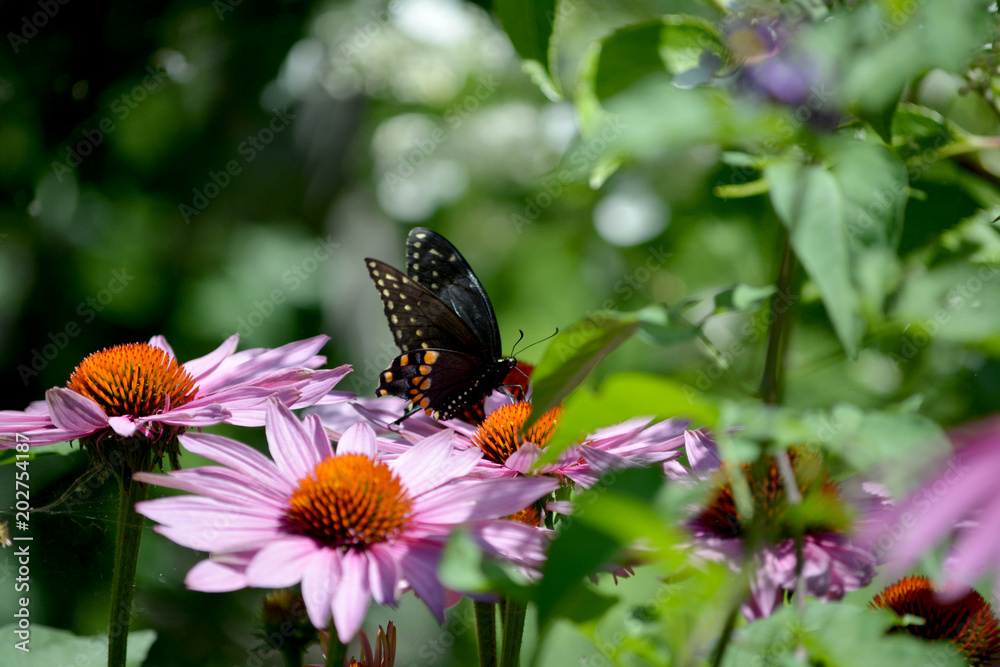 Black butterfly on an pink echinacea flower. Black butterfly on an pink echinacea flower.